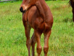 Potala Palce colt x Water Is Gold, at Highlands