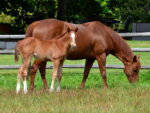 Trippi filly x Epic Style, at Highlands