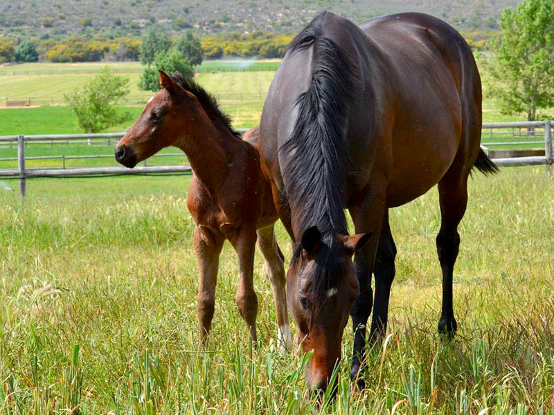 Twice Over filly x Las Ramblas, at Highlands