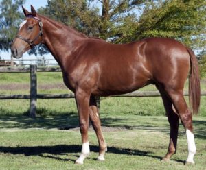 Deputy Jud as a yearling