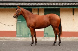  2015 Goffs Orby Yearling Sale - Lot 432 (Ravens Pass - Spirit of Tara)