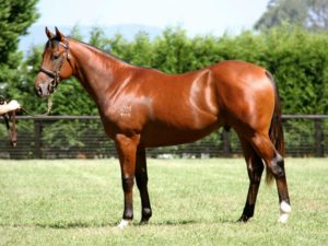 2015 Inglis Easter Yearling Sale - Lot 264 (Snitzel - Admirelle)