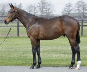 2015 JHRA Select Sale - Lot 107 (Deep Impact - Jioconda)