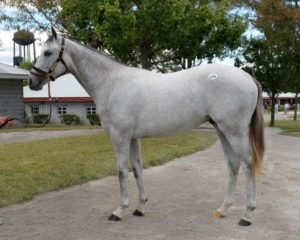 2015 Keeneland September Yearling Sale - Lot 164 (Tapit - Winning Colours)