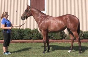 2015 New Zealand Premier Yearling Sale - Lot 429 (Fastnet Rock – Il Quello Veloce)