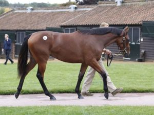 2015 Tattersalls October Yearling Sale - Lot 304 (Dubawi - Loveisallyouneed)