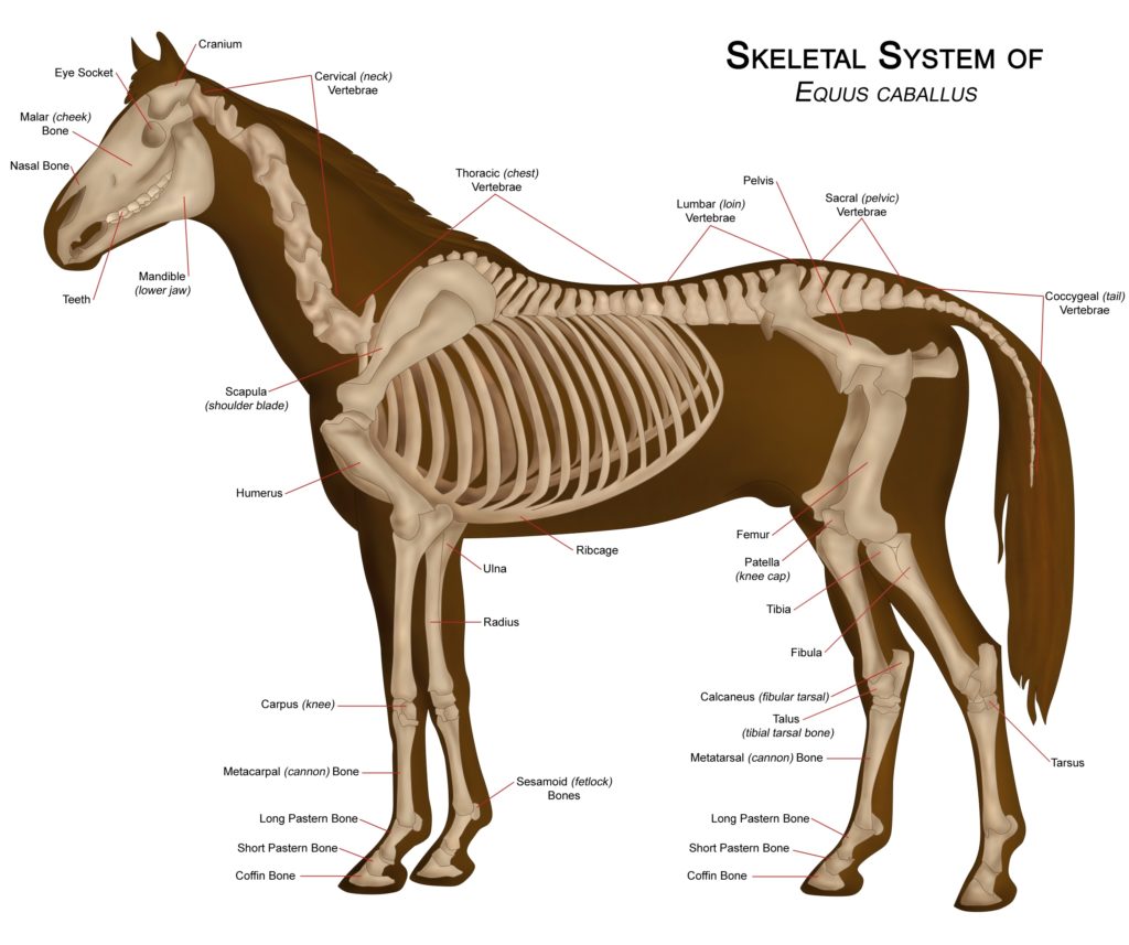 Skeleton of a horse