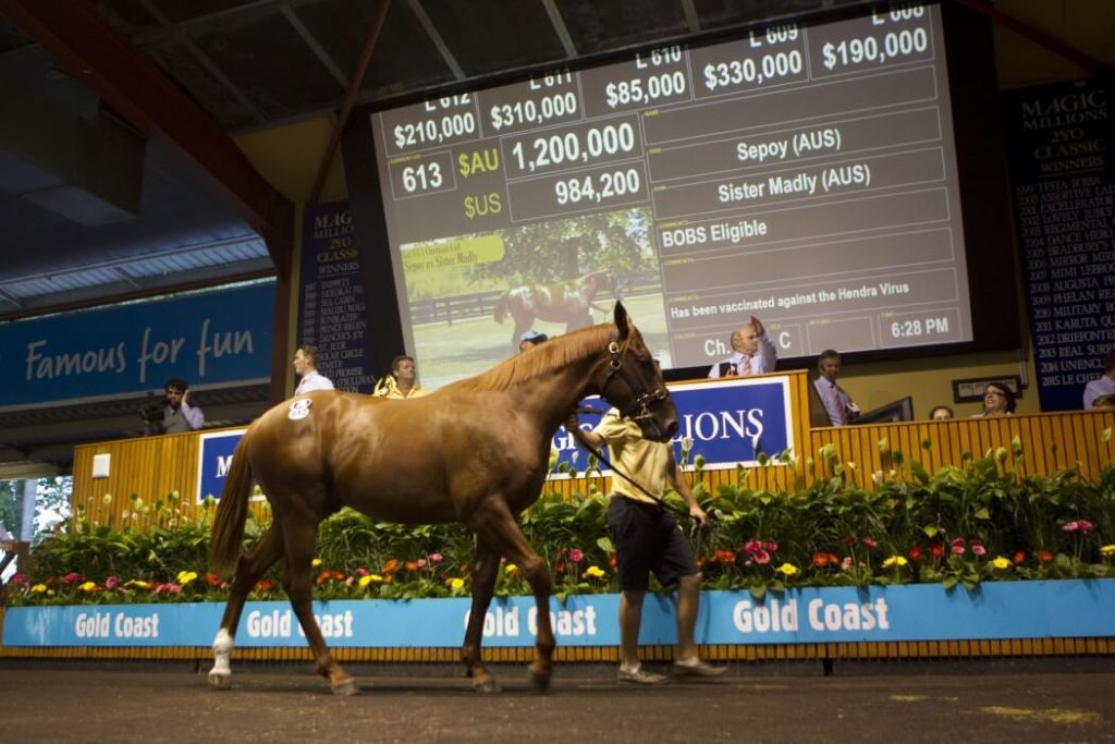 2015 Magic Millions Gold Coast Yearling Sale Lot 613 (Sepoy - Sister Madly)