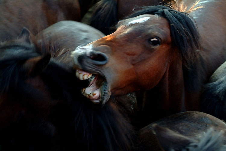 Horses use body language to communicate