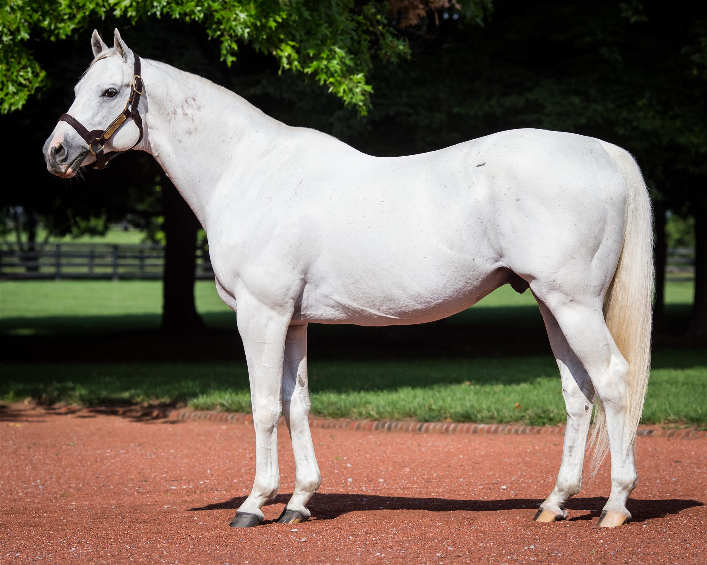 Tapit