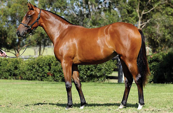 Bernardini filly the R1.5 million sales topper