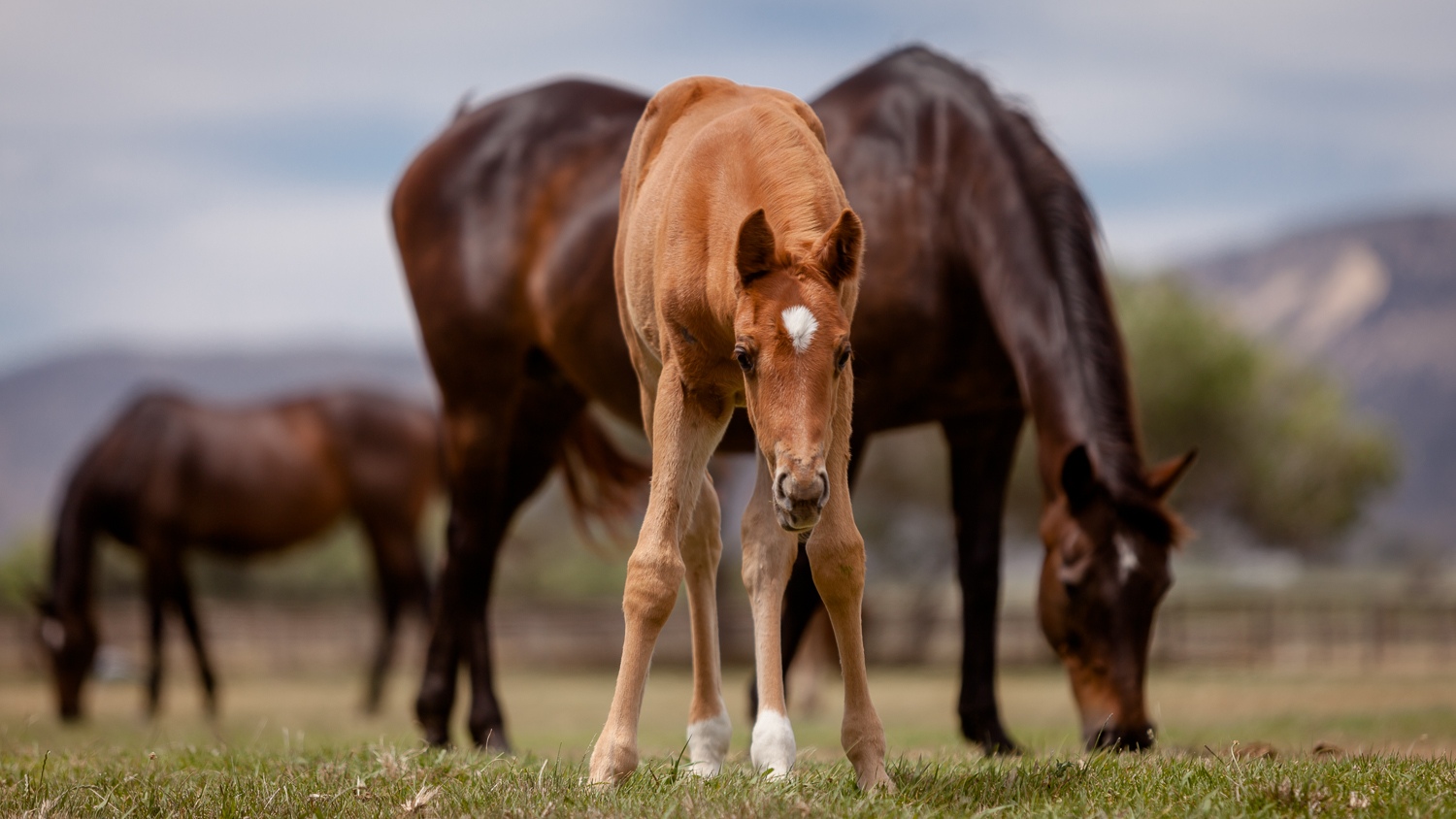 Broodmare and foal (photo: hamishNIVENPhotography)