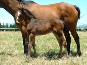 Master Sabina as a foal