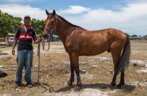 A West Coast horse (photo: hamishNIVENPhotography)