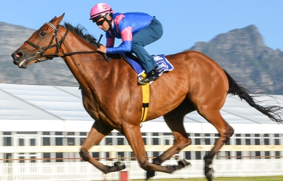 Captain Ameica Met Gallops