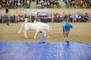 Monty Roberts