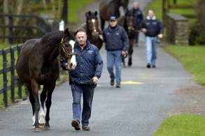 stallions