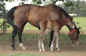 A Noble Tune foal