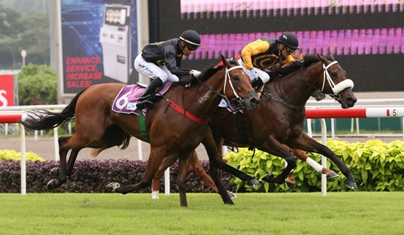 QUECHUA is head and shoulders above the rest of the field (Pic by Singapore Turf Club) 