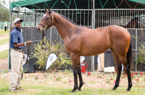 2016 Val de Vie Yearling Sale Lot 11 Princess Peach (Captain Al - Princess Tobin)