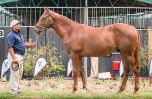 2016 Val de Vie Yearling Sale Lot 9 Varlocity (Var - Star Deputy)