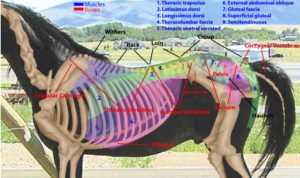 horse back