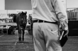 Auction appraisal (photo: hamishNIVENPhotography)