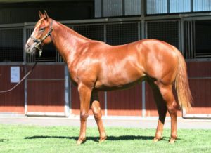 Lot 237 Frankel - Chocolicious (photo: Inglis)