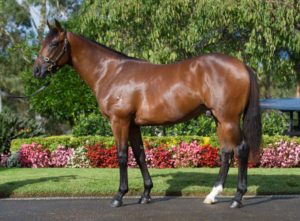 Lot 423 Frankel - More Strawberries (photo: Inglis)