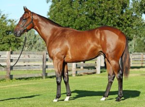 Lot 433 Redoute's Choice - National Colour (photo: Inglis)