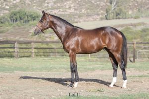 Lot 11 Levi Lad (Mambo In Seattle - Blue Jean Baby)