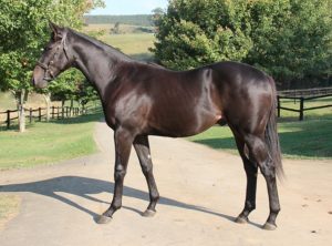 Lot 26 Calladdi (Crusade - Carina Coleman)