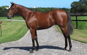 Lot 297 Royal Crusade (Silvano - Royal Fantasy)