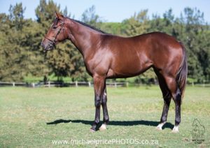 Lot 30 Silvara (Silvano - Casper's Lady)