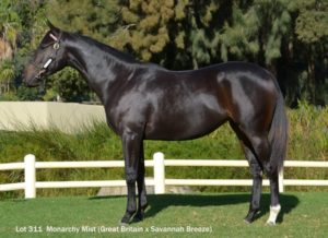 Lot 311 Monarchy Mist (Great Britain - Savannah Breeze)