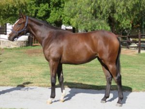 Lot 47 Supergirl Condi (Western Winter - Condoleezza)