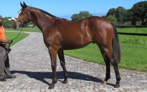 Lot 56 Bold Cupid (Bold Silvano - Cupid's Kiss)