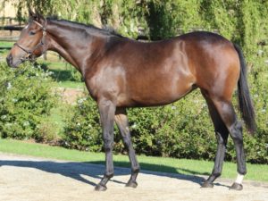 Lot 15 Unnamed (Greys Inn - Cafe Supreme)