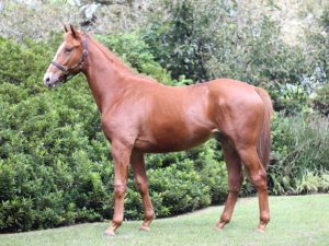 Lot 17 Golden Beat (Golden Sword - Car Park Queen)