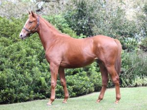 Lot 17 Golden Beat (Golden Sword - Car Park Queen)