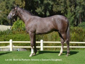 Lot 30 Born To Perform (Silvano - Dancer's Daughter)