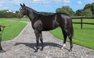 Lot 4 - Pacific Trader (Sail From Seattle - Agbalat)