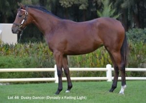 Lot 46 Dusky Dancer (Dynasty - Fading Light)