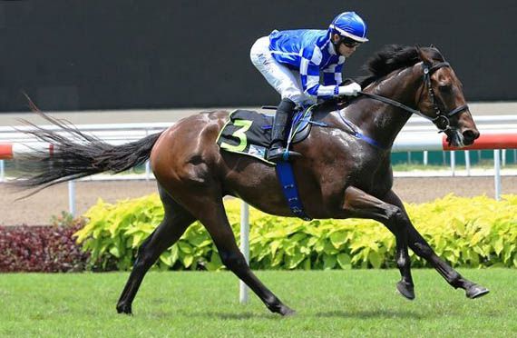 CHOPIN'S NOCTURNE (Pic by Singapore Turf Club)