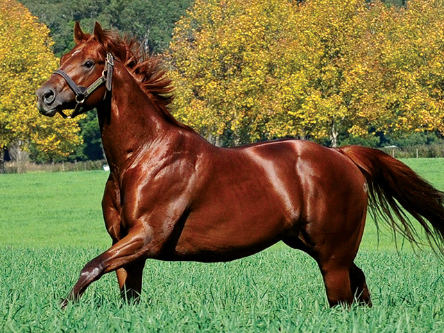 Visionaire (Grand Slam - Scarlet Tango)