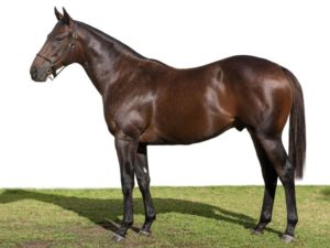 oratorio colt x graduate_193 Graduate_Avontuur_cts select