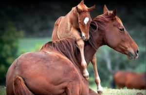2016 BSA Mare Sale2