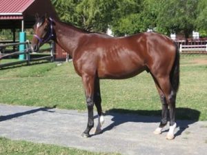 Abashiri as a yearling