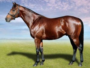 King's Apostle (King's Best - Politesse)