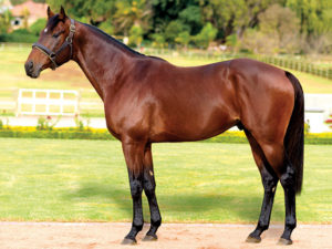 Pomodoro (Jet Master - Golden Apple)